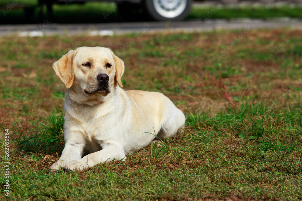 dog breed labrador retriever