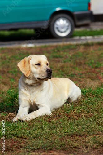 dog breed labrador retriever