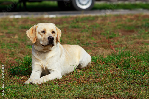 dog breed labrador retriever