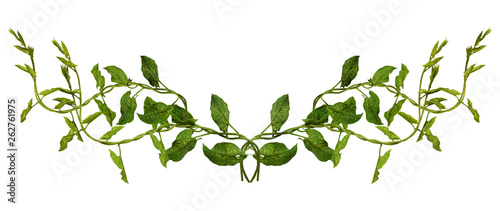 Bindweed sprigs with green ...