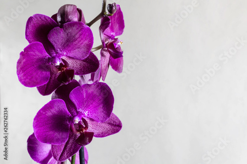 Purple Phalaenopsis orchid flower on light grey background. Close up view of Thailand tropical flowers.