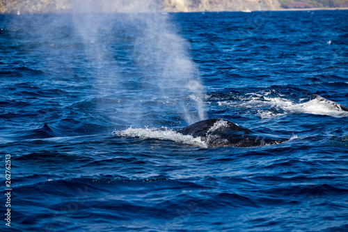 小笠原の海，潮を吹くザトウクジラ