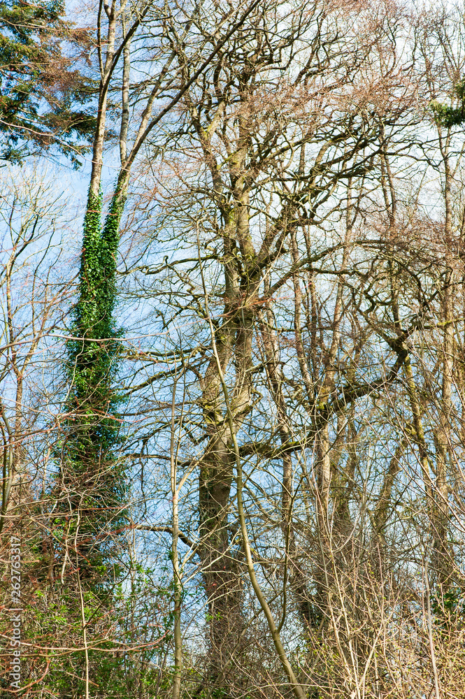 Obraz premium Spring forest