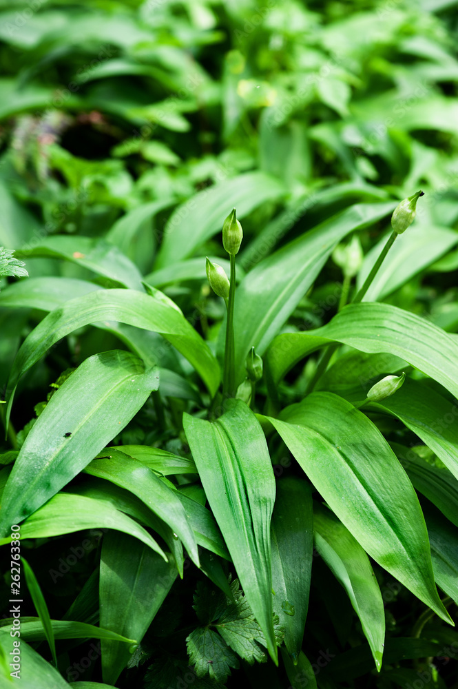 Wild Garlic Plant Allium ursinum Wild Garlic Plant Allium ursinum