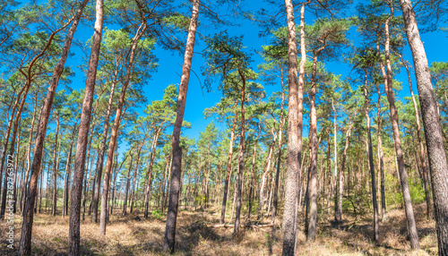 Panoramic view of wild pine tree forest at early Spring, near Magdeburg, Germany