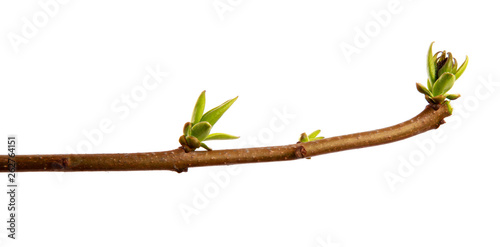 Branch of lilac bush with young leaves on an isolated white background