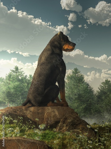 A Rottweiler sits on a rock in a grassy field filled with white wild flowers. It looks off into a forest of fir trees as c