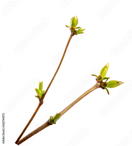 Branch of lilac bush with young leaves on an isolated white background