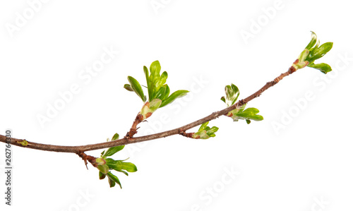 A branch of currant bush with young leaves on an isolated white background.