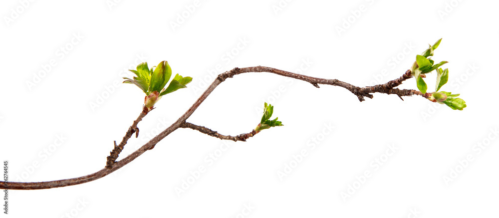 A branch of currant bush with young leaves on an isolated white background. - obrazy, fototapety, plakaty 