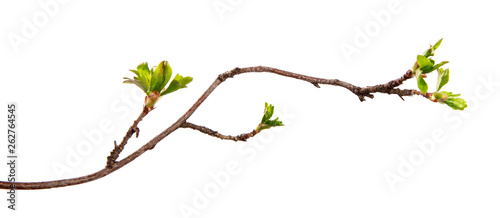 Fotografija A branch of currant bush with young leaves on an isolated white background