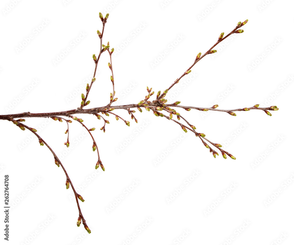 Fototapeta premium Cherry fruit tree branch with swollen buds on an isolated white background.