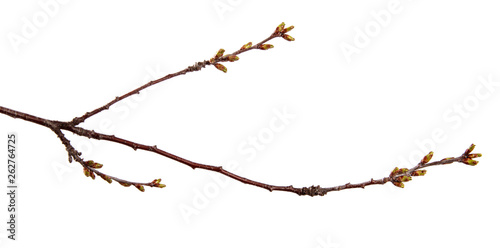 Cherry fruit tree branch with swollen buds on an isolated white background.