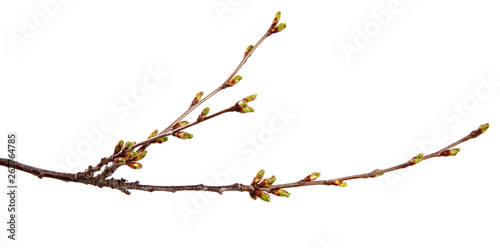 Cherry fruit tree branch with swollen buds on an isolated white background.