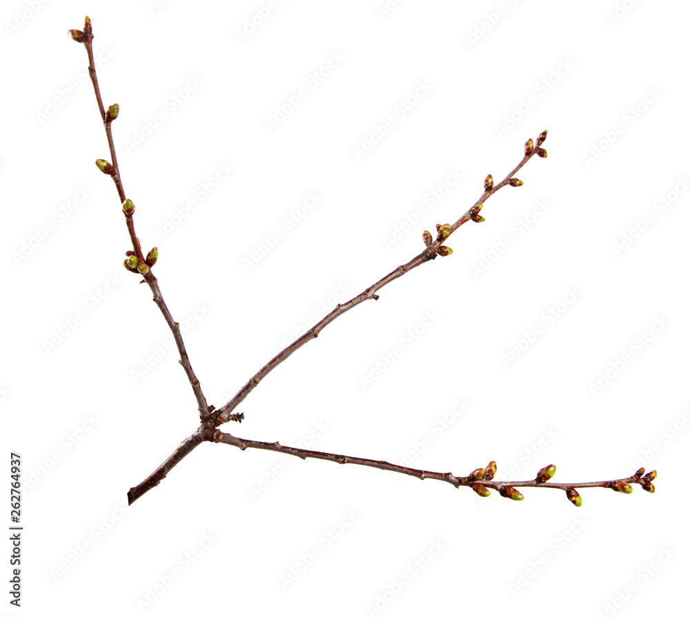Cherry fruit tree branch with swollen buds on an isolated white background. Cherry fruit tree branch with swollen buds on an isolated white background.