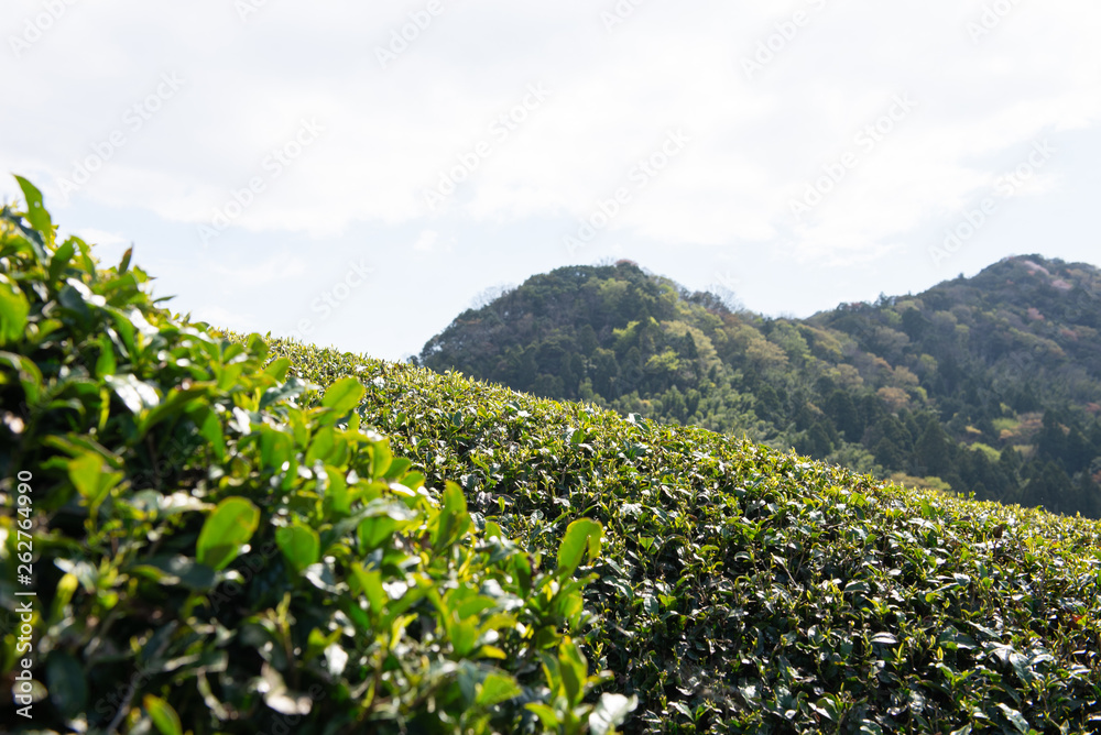お茶の新芽 お茶の新芽