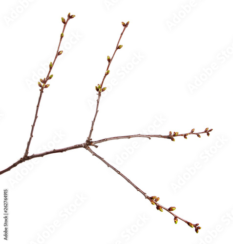 Cherry fruit tree branch with swollen buds on an isolated white background.