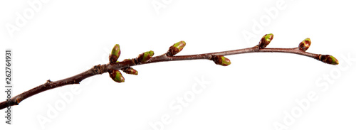 Cherry fruit tree branch with swollen buds on an isolated white background.