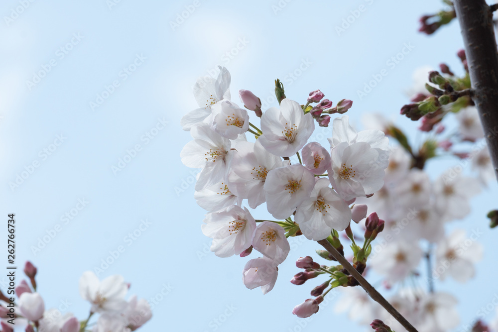 Cherry blossom in spring for background or copy space for text Cherry blossom in spring for background or copy space for text