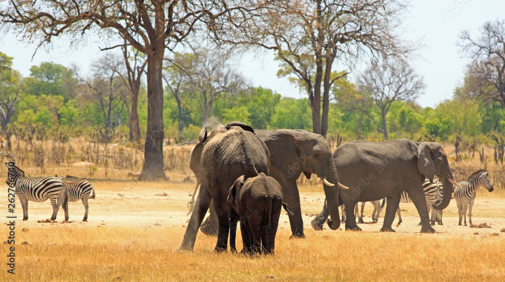 Elephants and Zebras on the dry yellow plains of Africa with a natural bush and tree background in Hwange Natural Park, Zimbabwe Elephants and Zebras on the dry yellow plains of Africa with a natural bush and tree background in Hwange Natural Park, Zimbabwe