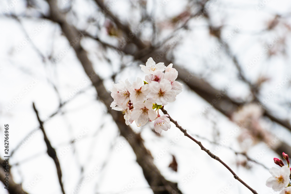 Cherry blossom in spring for background or copy space for text Cherry blossom in spring for background or copy space for text