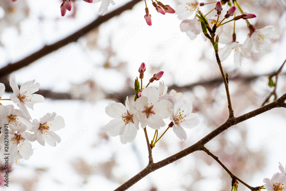 Cherry blossom in spring for background or copy space for text Cherry blossom in spring for background or copy space for text