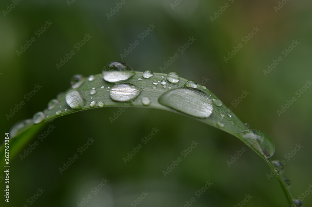 macro photography of plants of insects and dew drops macro photography of plants of insects and dew drops