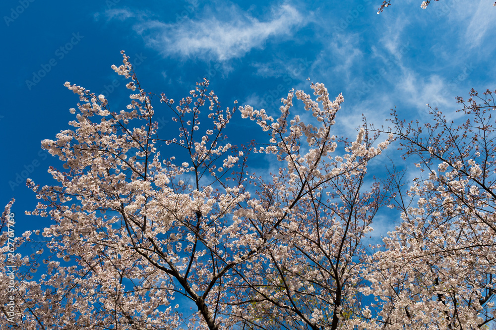 Japanese spring scenic with cherry blossom.