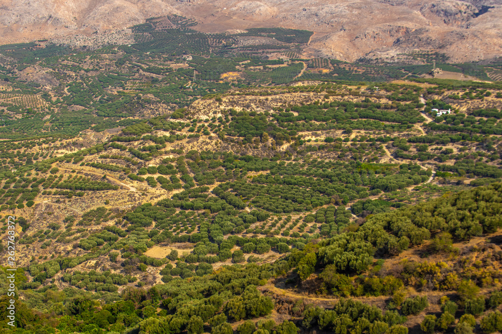 olive plantation on the Crete,Greece