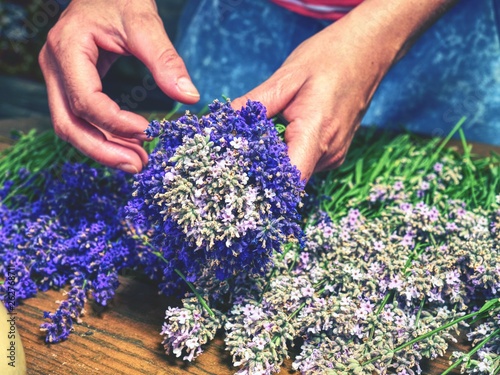  Girl hands are holding a bouquet of fresh lavender photo