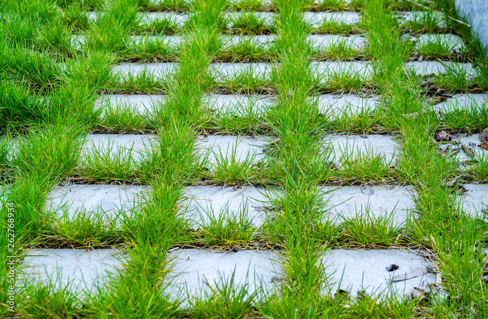 Nature and urban concept: Green growing grass between paving tiles ...