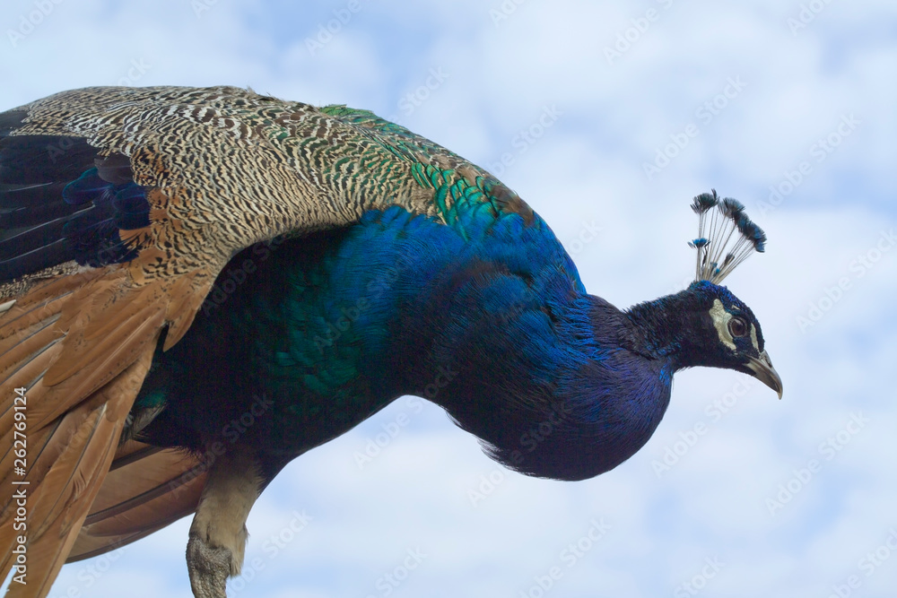 Fototapeta premium peacock bird Pavo cristatus
