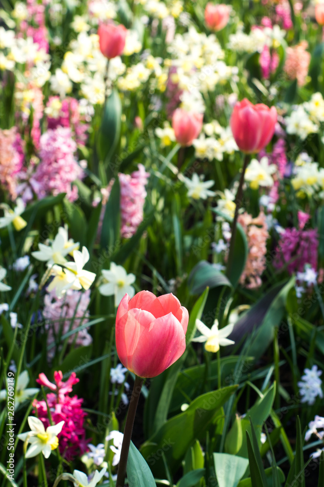 Obraz premium village meadow full of flowers
