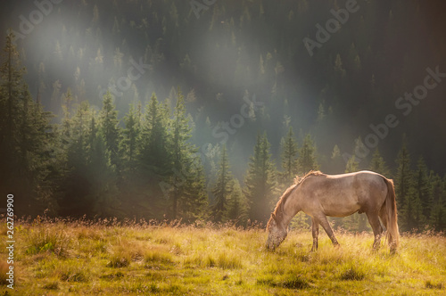 Horse grazing on a green meadow in the mountains covered with forest.