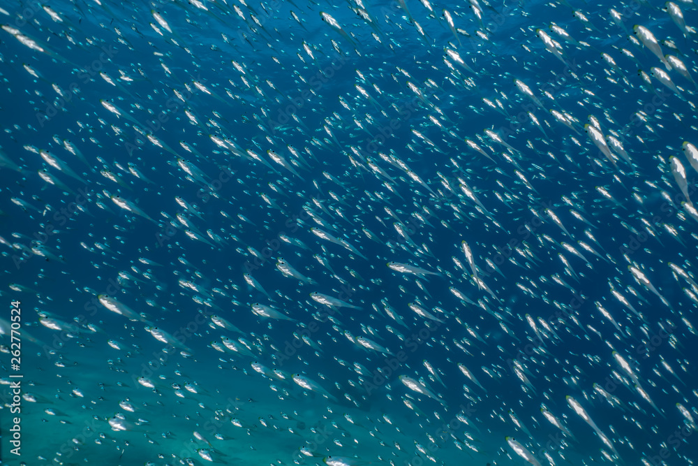 Fish swim in the Red Sea, colorful fish, Eilat Israel