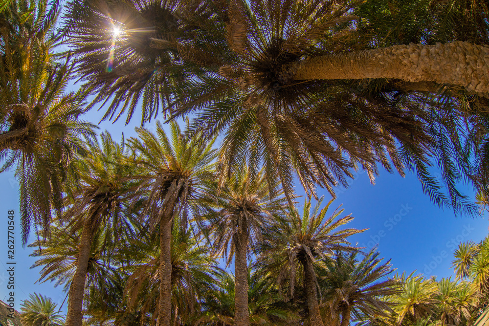 Palm trees on Crete, Greece Palm trees on Crete, Greece