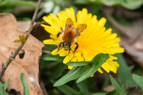 Bumblebee on Dandelion Flower in Springtime