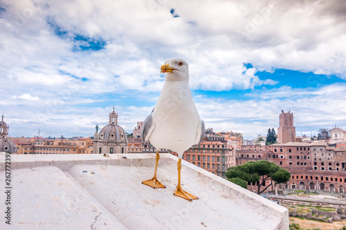 Seagull standing on the walls of Vittoriano building against the ancient Roman Forum