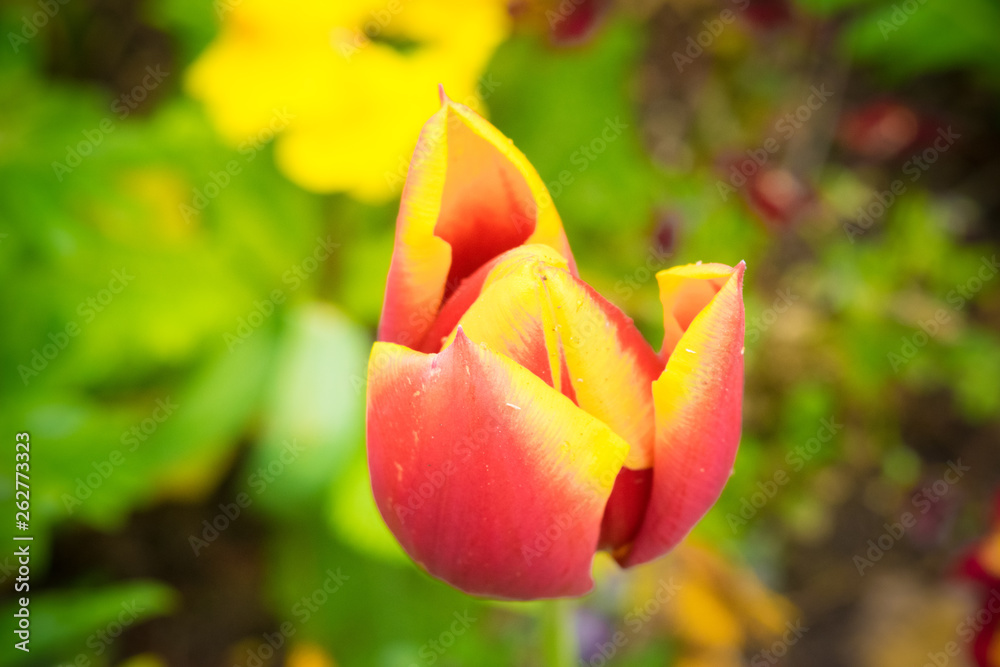 Red and yellow tulip in the garden Red and yellow tulip in the garden