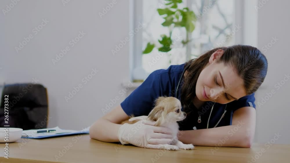 Veterinary surgeon and chihuahua dog at vet clinic