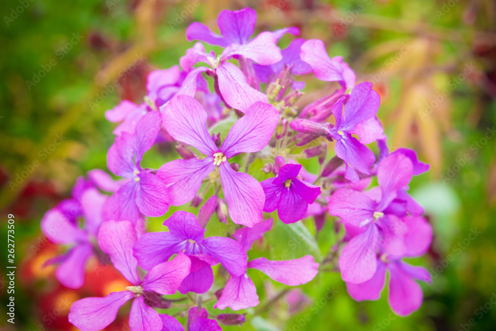 Purple flowers in the garden Purple flowers in the garden