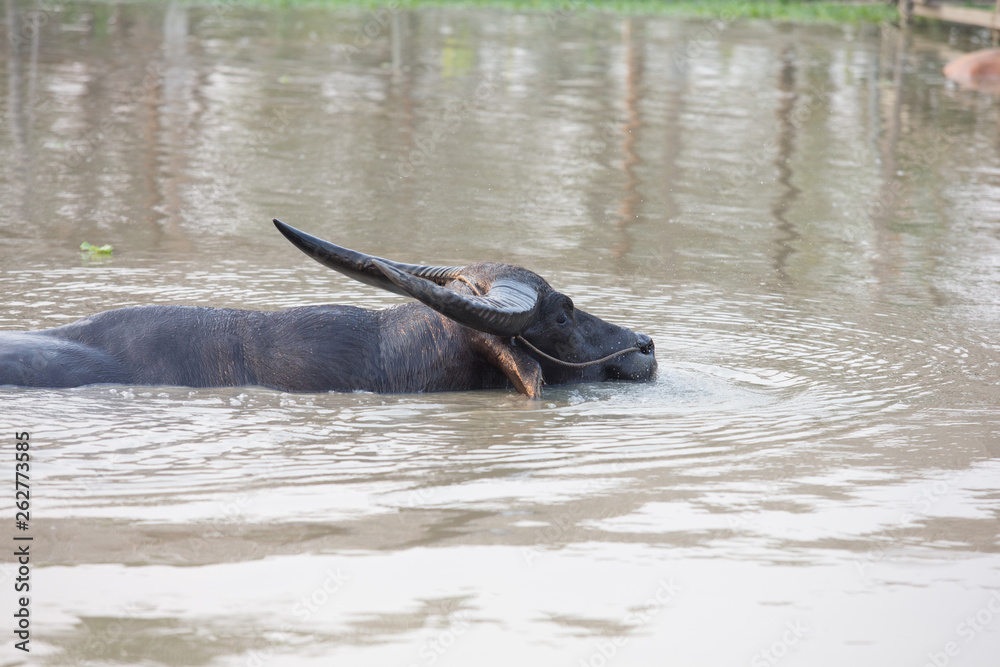 Fototapeta premium buffalo in water