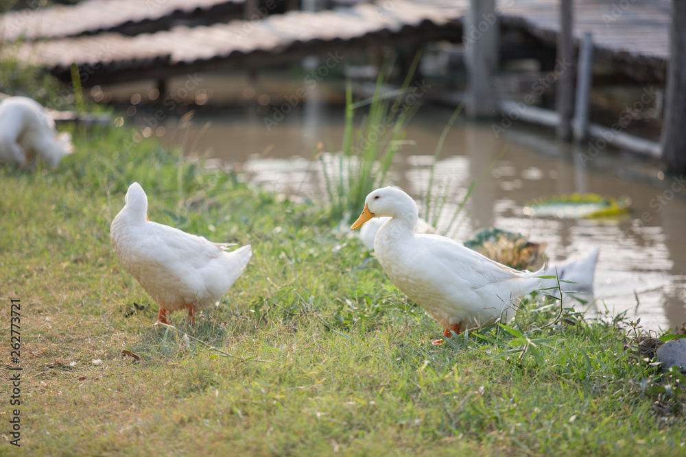 white duck on the grass white duck on the grass
