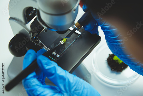 Scientist in rubber gloves working with plant sample in laboratory photo