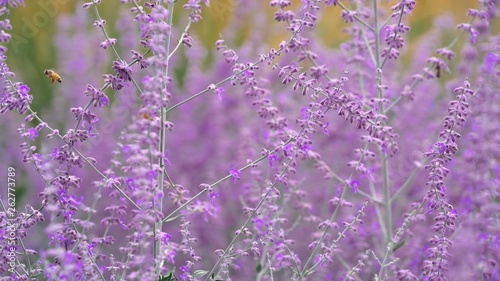 background of lavender flowers