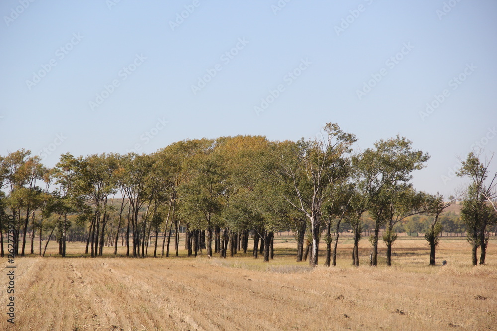 Fototapeta premium trees in tuscany