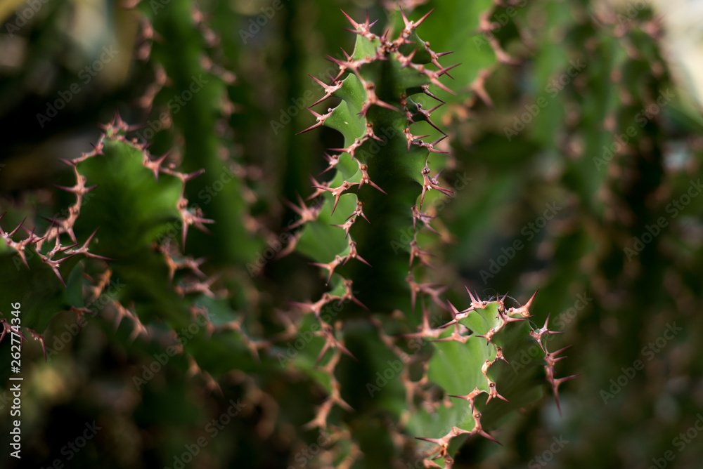 green cactus background . greenhouse .botanic garden green cactus background . greenhouse .botanic garden