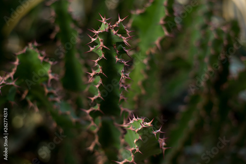 Cactus texture background. green Cactus in greenhouse in botanic garden