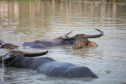 buffalo in water