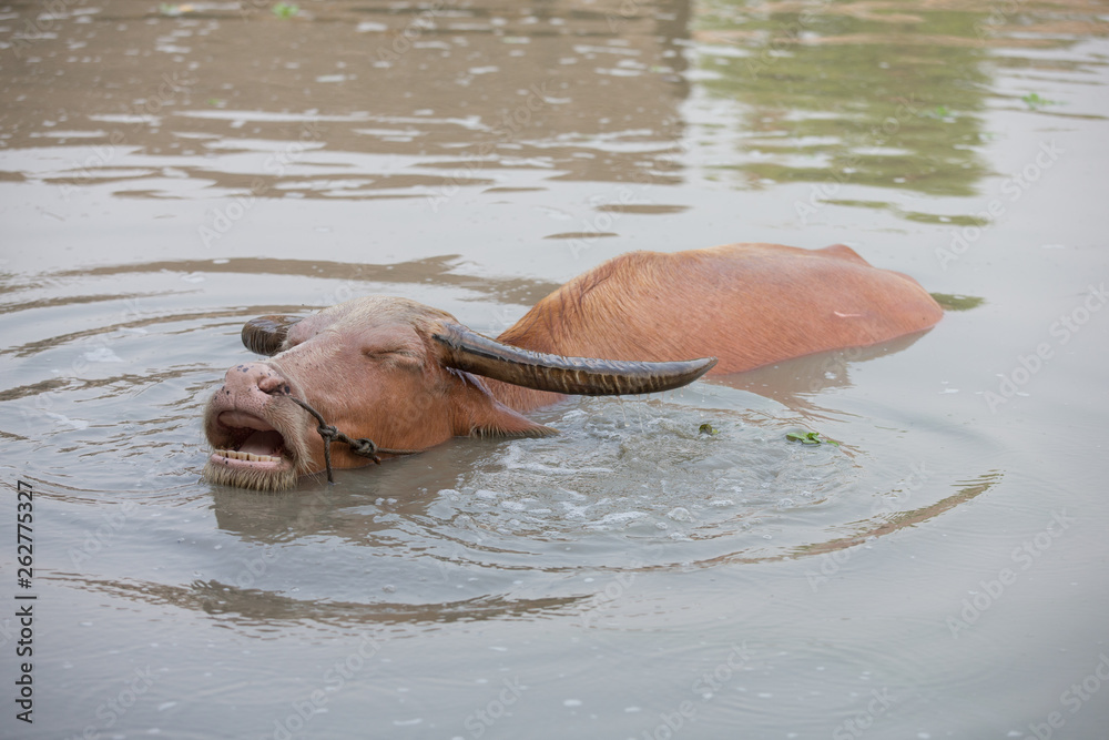 Fototapeta premium buffalo in water
